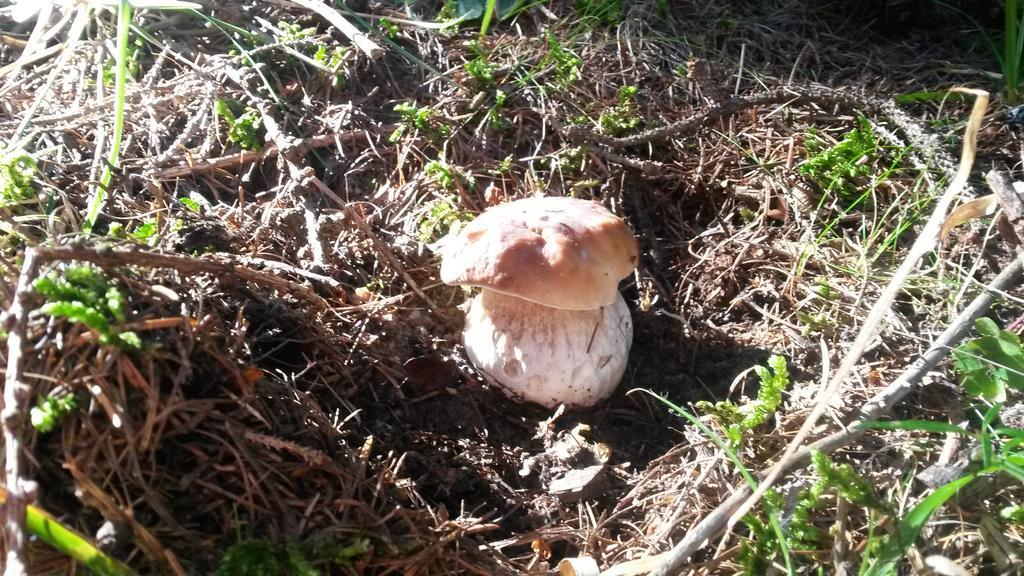 Lo Ni Di Candolle Gignod Exteriör bild